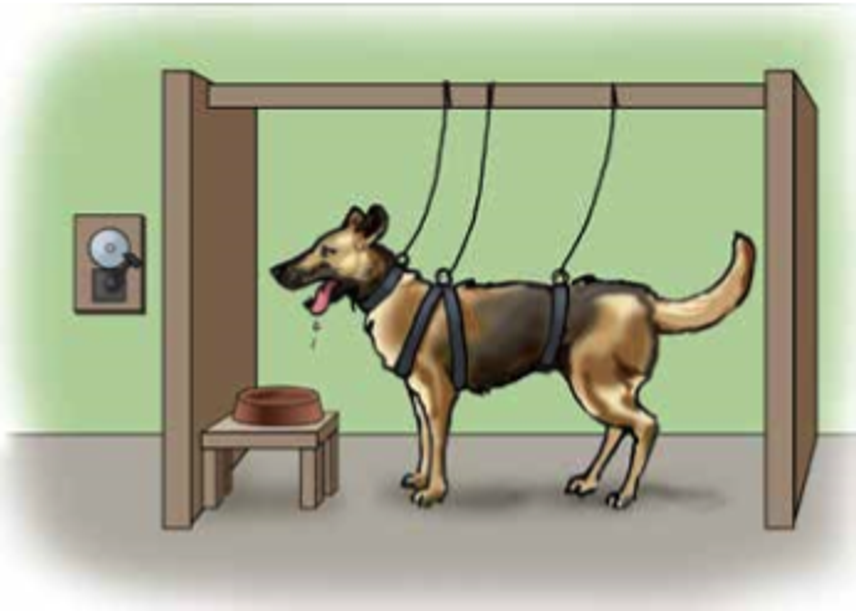 Van mad radiator Pavlovs hunde. Klassisk betingning - Grundlæggende psykologi og  socialpsykologi - Praxis